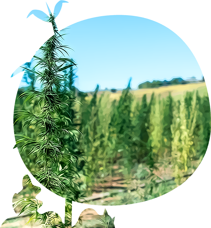 Outdoor Cannabis Farm Outdoor Cannabis Farm