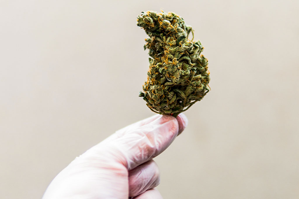 cannabis-analisi Analisi