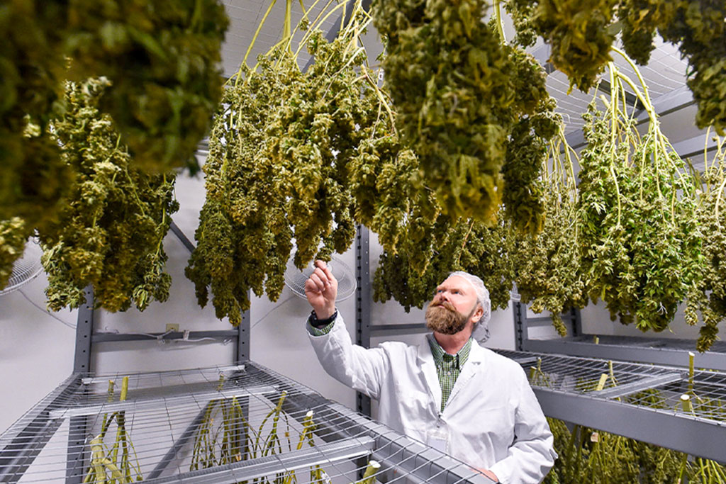 cannabis-essiccazione Essiccazione
