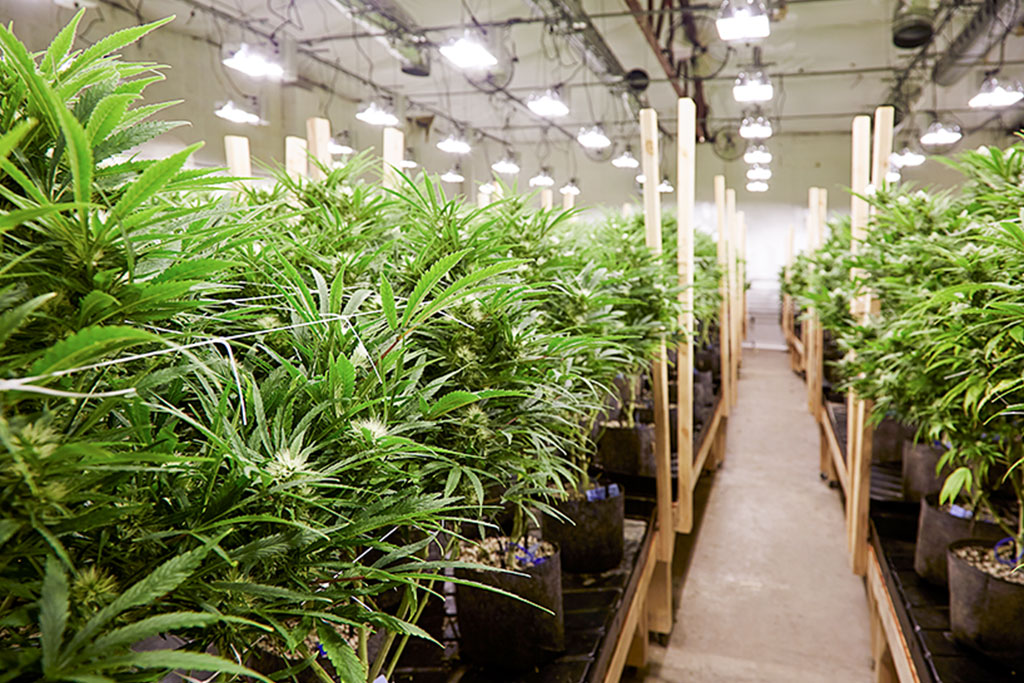 cannabis-indoor Indoor