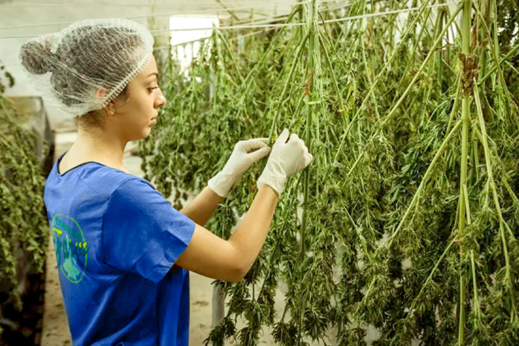 cannabis-pulitura Pulitura